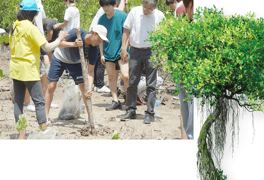 東南アジアでのマングローブ植林の様子